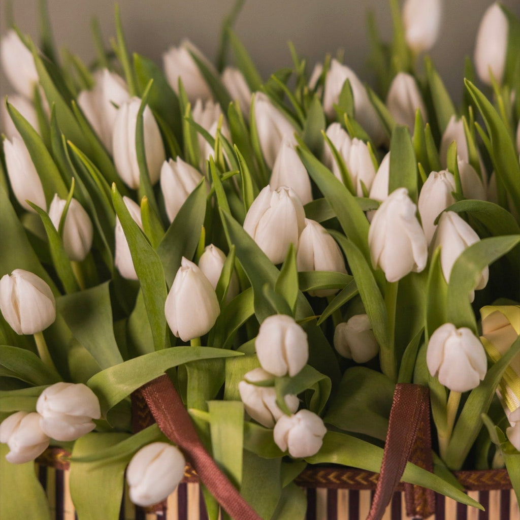 Ivory Tulip Edit