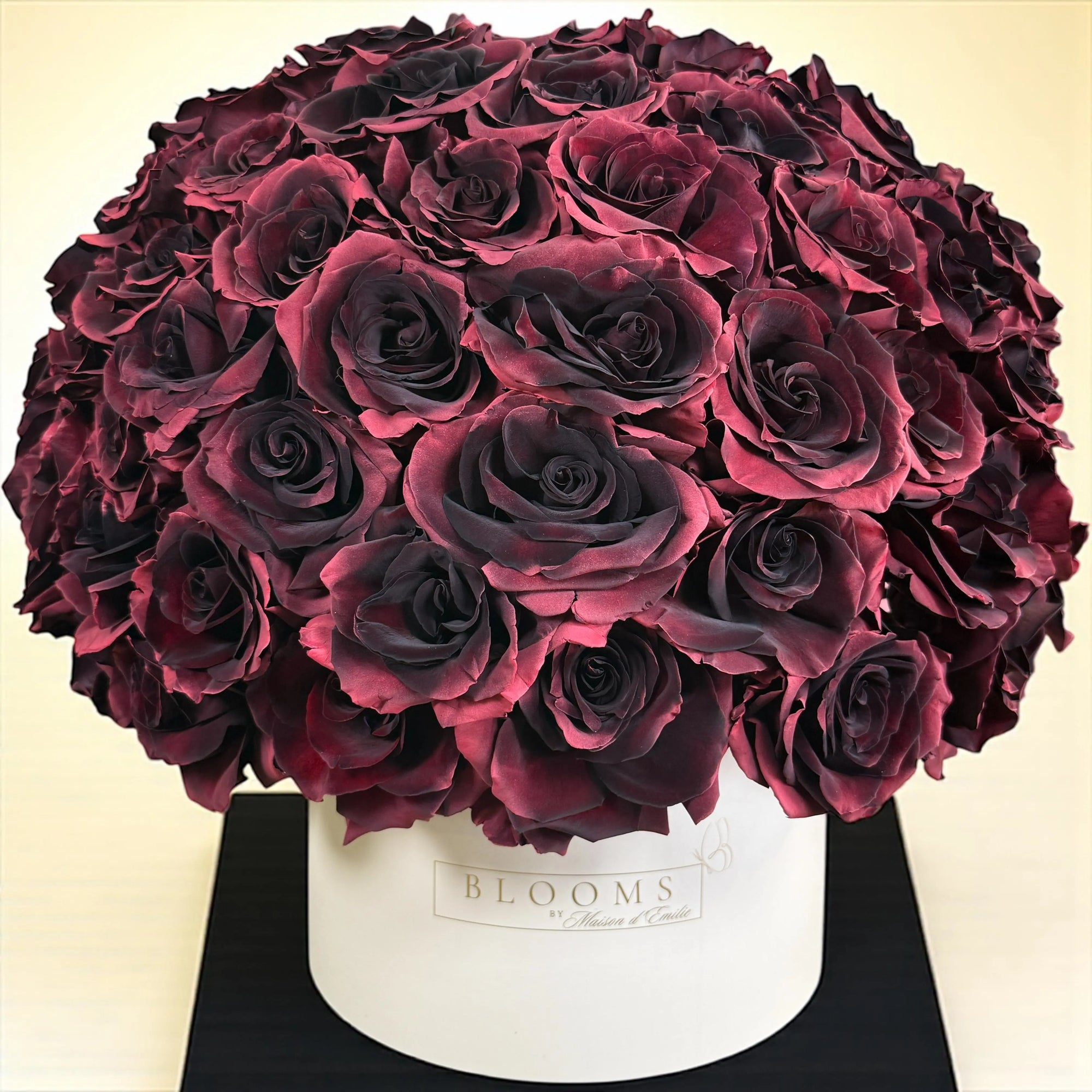 Burgundy Noir Box